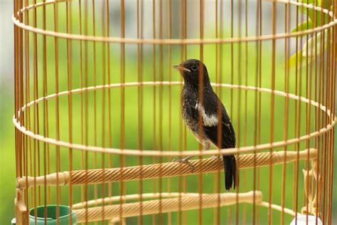 養鳥風水|詳解：家中養鳥對風水的影響